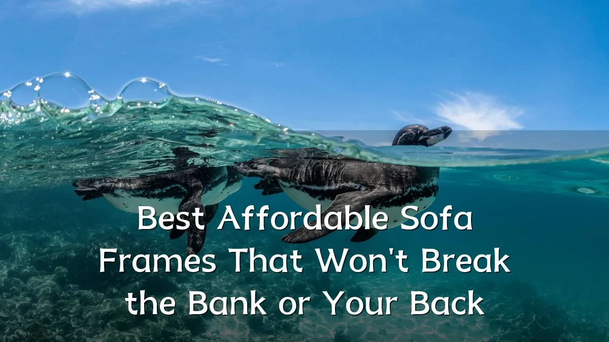 Best Affordable Sofa Frames That Won't Break the Bank or Your Back