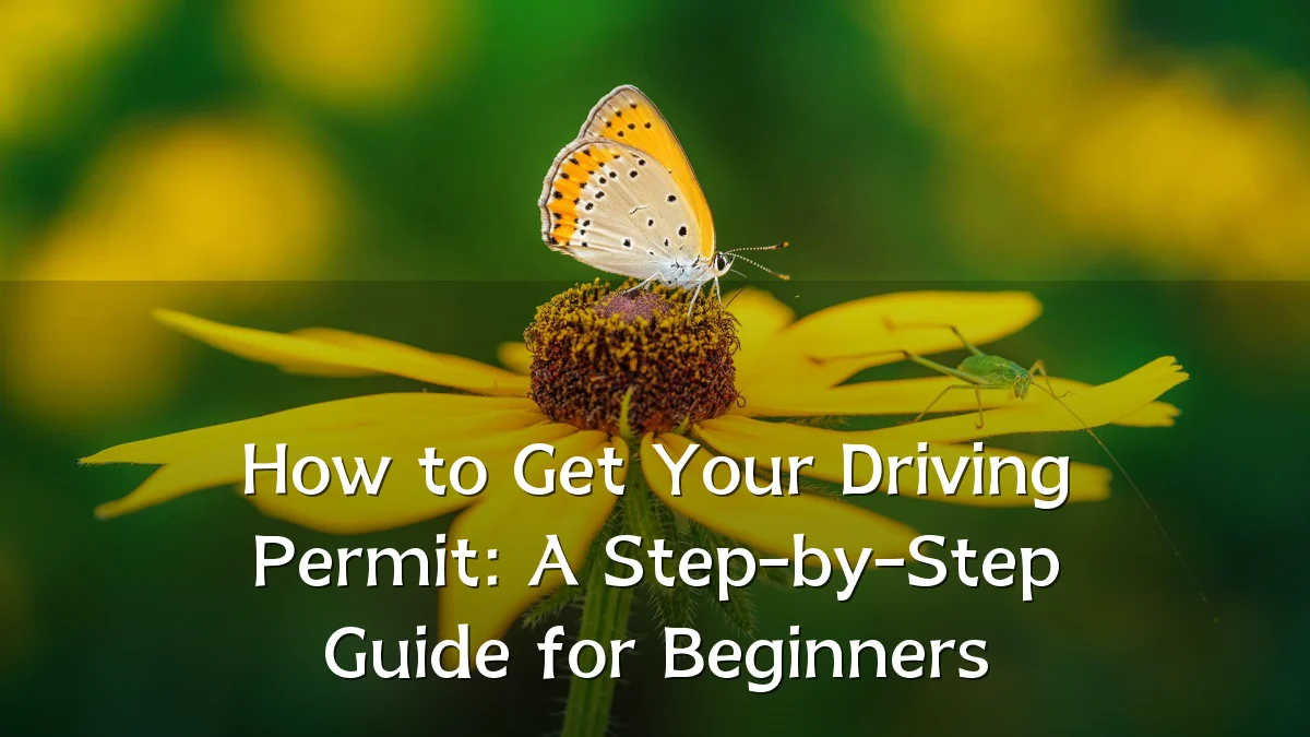 How to Get Your Driving Permit: A Step-by-Step Guide for Beginners